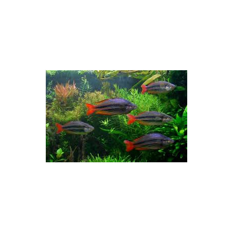 Melanotaenia splendida poisson arc en ciel queue rouge  4.50 cm