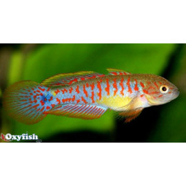 Tateurdina ocellicauda peacock gudgeon  3.5- 4.00 cm