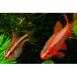 Capoeta titteya barbus cherry super rouge  2.5-3.0 cm