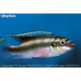 Pelvicachromis pulcher kribensis  4.00 cm