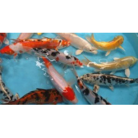 Assortiment carpes koi europe 35-40 cm