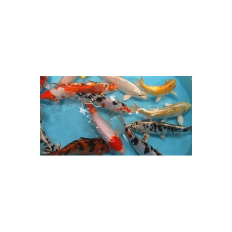 Assortiment carpes koi europe 35-40 cm