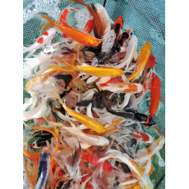Cyprinus carpio assortiment koi voilé  13-15 cm