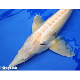 Esturgeon sterlet albino 35-40 cm