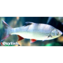 Leuciscus idus bleu ide melanote bleu 10.00 cm