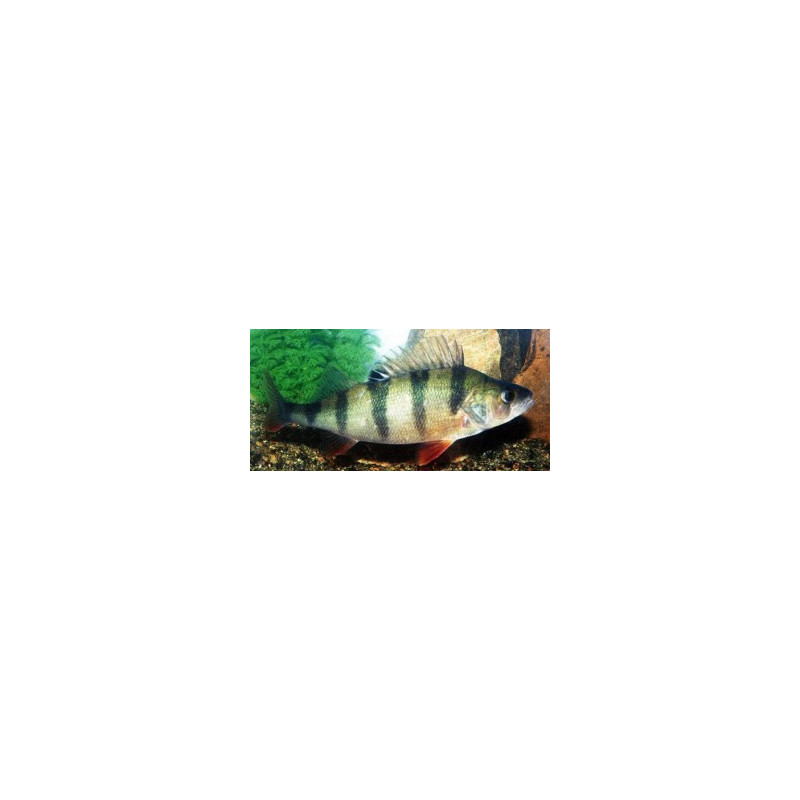 Poisson perca fluviatilis (perche) : fiche complète, paramètres, volume,  maintenance en aquarium, reproduction et nourriture