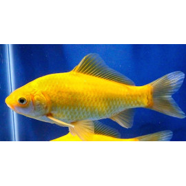 Poisson jaune comete 5-6 cm