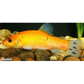 Tanche jaune doree tinca tinca 25-30 cm poisson d'or