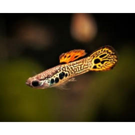 Poecilia wingei guppy endler cobra rouge male  2-2.5 cm