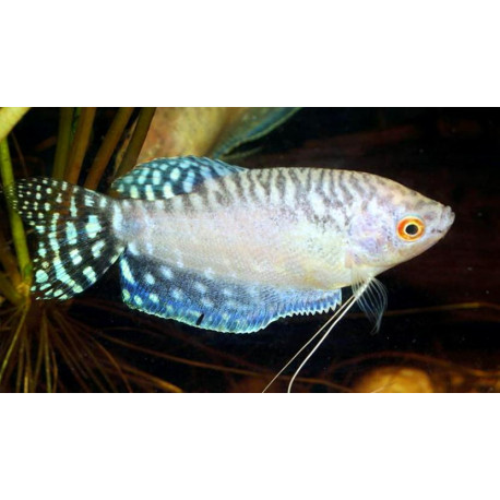 Trichogaster tricopterus gourami blanc  6-7 cm