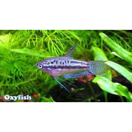 Trichopsis Pumiilus Gourami Nain 3.00 cm