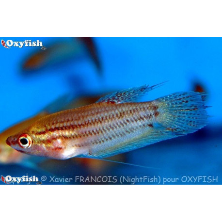 Trichopsis Vittatus Gourami Nain 4.5-5 cm