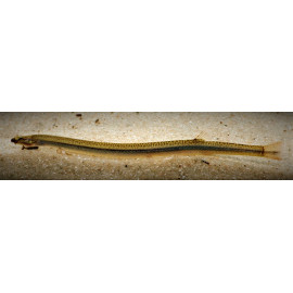 Acanthopthalmus Anguillaris Noire Ligne Jaune 8-9 cm