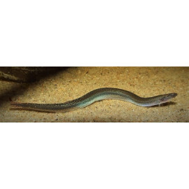 Acanthopthalmus Kuhlii Anguille Noire ligne Jaune  5-6 cm