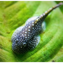 Pseudogastromyzon Punctalatus --  Loche de Bornéo  - 2-5-3.5 cm