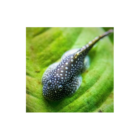 Pseudogastromyzon Punctalatus --  Loche de Bornéo  - 2-5-3.5 cm