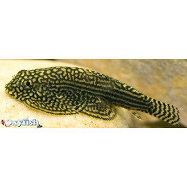 Sewellia lineolata loche peau de serpent  3.5-5.00 cm