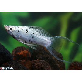 Molly marbre dalmatien lyre 4.5 cm poecilia sphenops