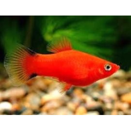 Platy rouge twin bar comete  3.00 cm xiphophorus maculatus