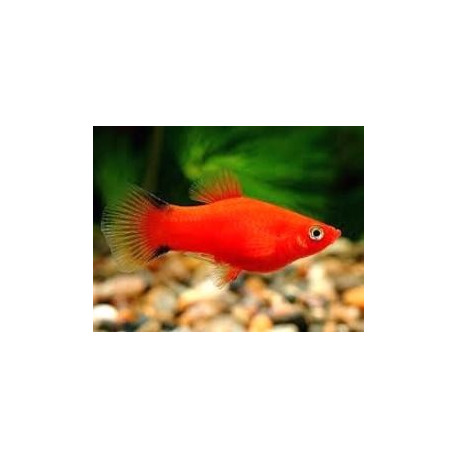 Platy rouge twin bar comete  3.00 cm xiphophorus maculatus