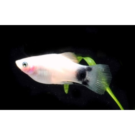 Xiphophorus maculatus platy blanc mickey mouse  3.00 cm