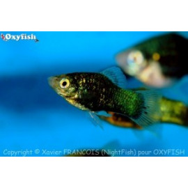 Xiphophorus maculatus platy noir  3.00 cm