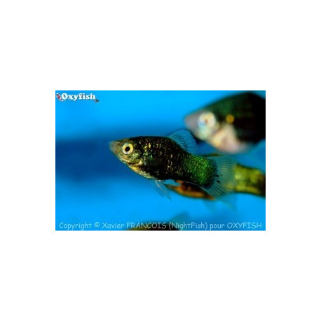 Xiphophorus maculatus platy noir  3.00 cm