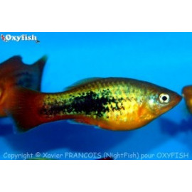 Xiphophorus maculatus platy tuxedo variatus  3.50 cm