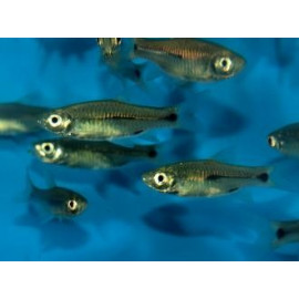 Rasbora elegans elegant 3 taches  (ml) 4.5-5 cm