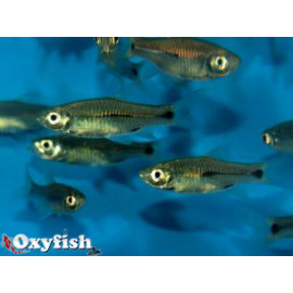 Rasbora elegans elegant 3 taches  (ml) 4.5-5 cm