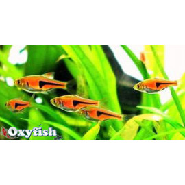 Rasbora hengeli faux arlequin (ml) 2.5 cm