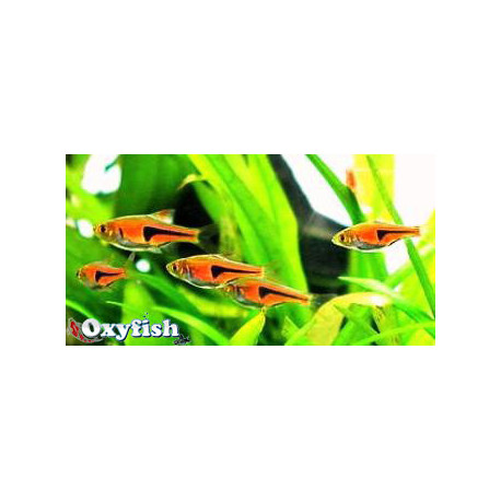 Rasbora hengeli faux arlequin (ml) 2.5 cm