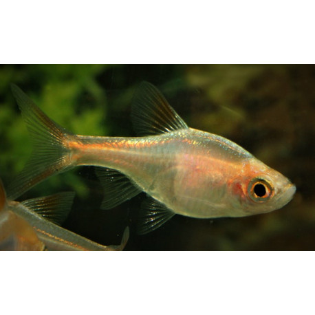 Rasbora heteromorpha dore  arlequin dore (m) 2.5-3 cm