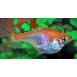 Rasbora heteromorpha dore  arlequin dore (m) 2.5-3 cm