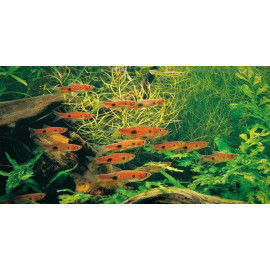 Rasbora kalochroma clown (ml) 4.00 cm