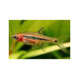 Rasbora urophthalmoides  1-1.5 cm