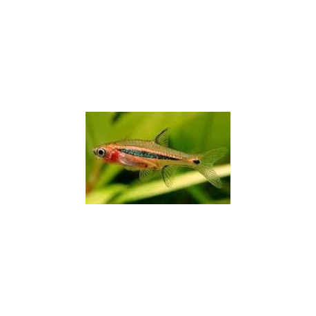 Rasbora urophthalmoides  1-1.5 cm