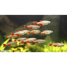 Aphyocharax anisitsi Tetra Nageoire rouge 2.5 cm