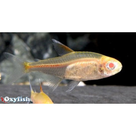 Hemigrammus erythrozonus -- neon rose albino  2.50 cm