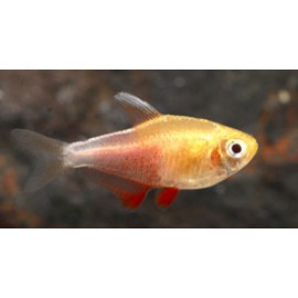 Hemigr. erythrozonus neon rose (m) 2.50 cm - Tetras - Oxyfish vente