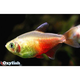 Hyphessobrycon flammeus tetra flamme orange  -  2.5-3 cm