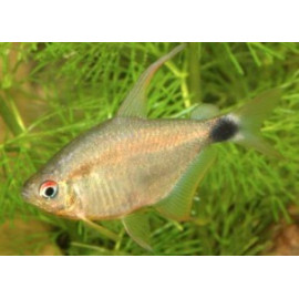 Hyphessobrycon heliacus --  tetra kitti  2.5-3 cm