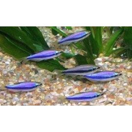 Impaichthys kerri tetra empereur bleu  3.00 cm elevage