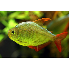 Hyphessobrycon Columbianus -- Tetra de colombie (m) 2.75 cm