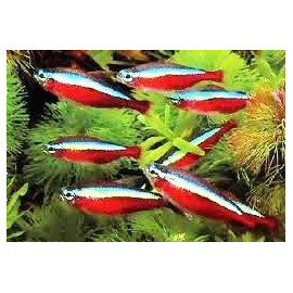 Paracheirodon axelrodi tetra cardinalis 2.00 cm elevage