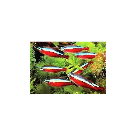 Paracheirodon axelrodi tetra cardinalis 2.00 cm elevage