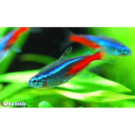 Paracheirodon innesi tetra neon 2.00 cm