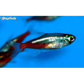 Paracheirodon innesi tetra neon diamant 2.50 cm