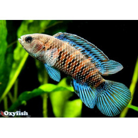 Badis badis 3-3.5 cm