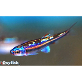 Notropis Chrosomus  Arc en ciel  3.0 cm